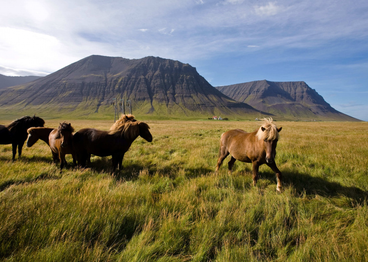 Cheval en Islande